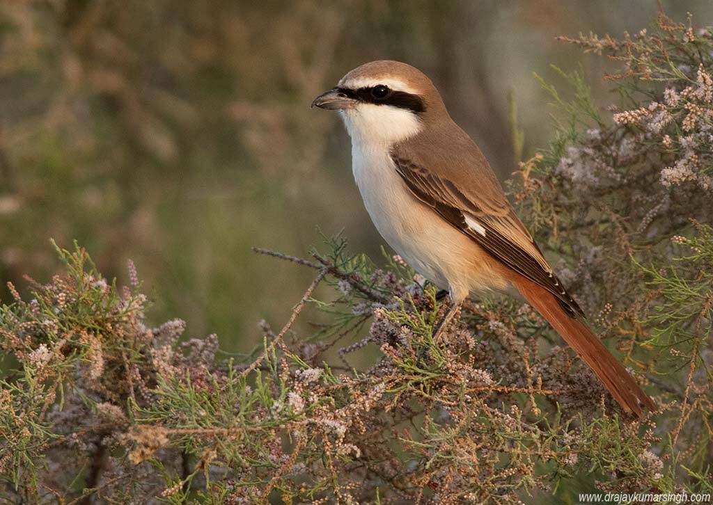 Red-tailed shrike, Dr Ajay Kumar Singh