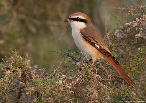 Red-tailed shrike