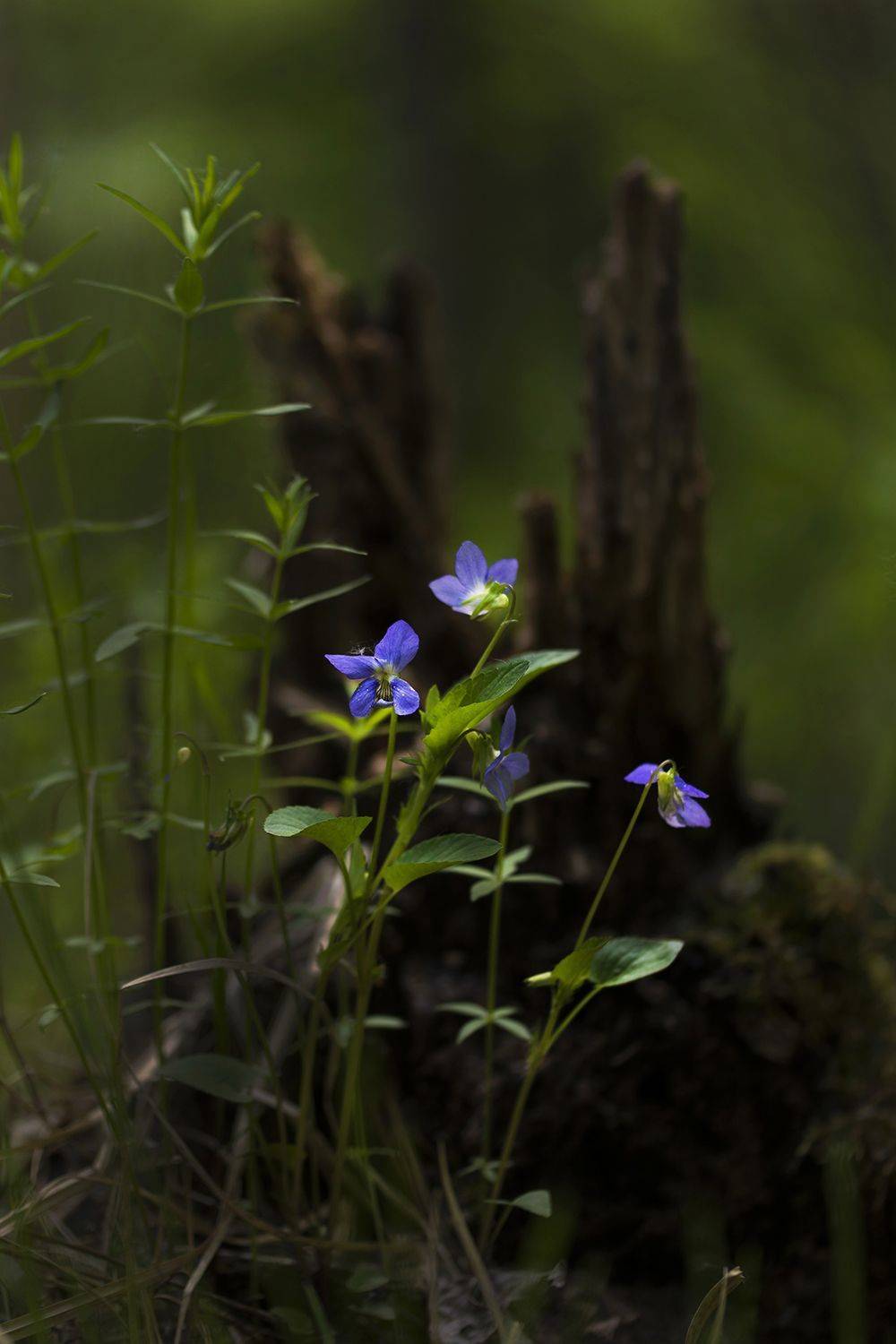 , Волоцков Александр