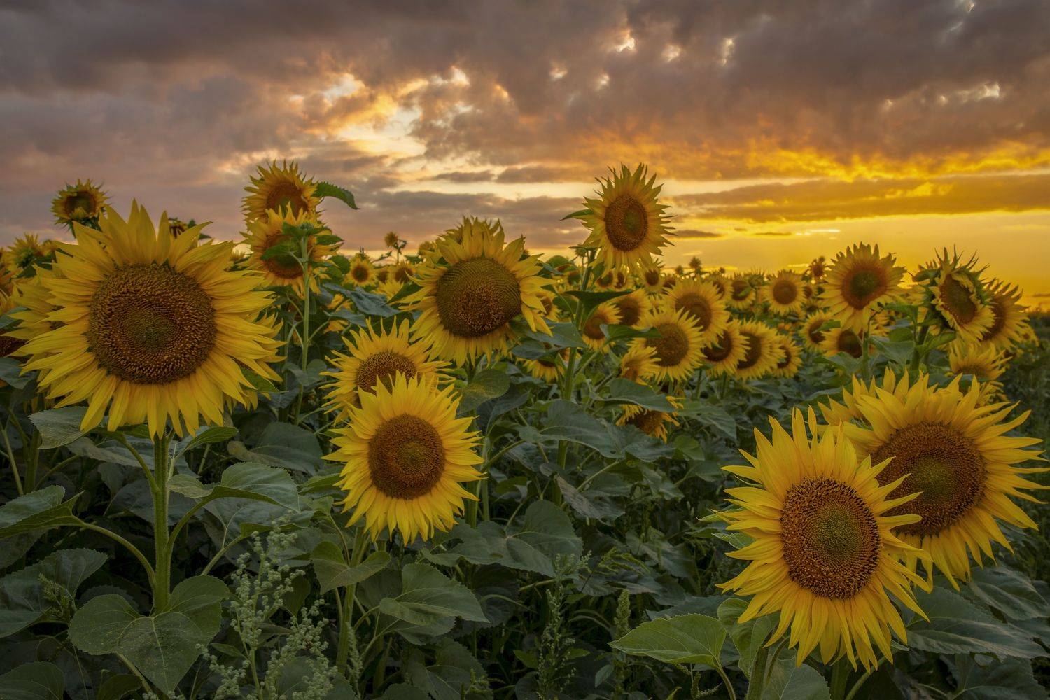 тульская область, Гусева Елена