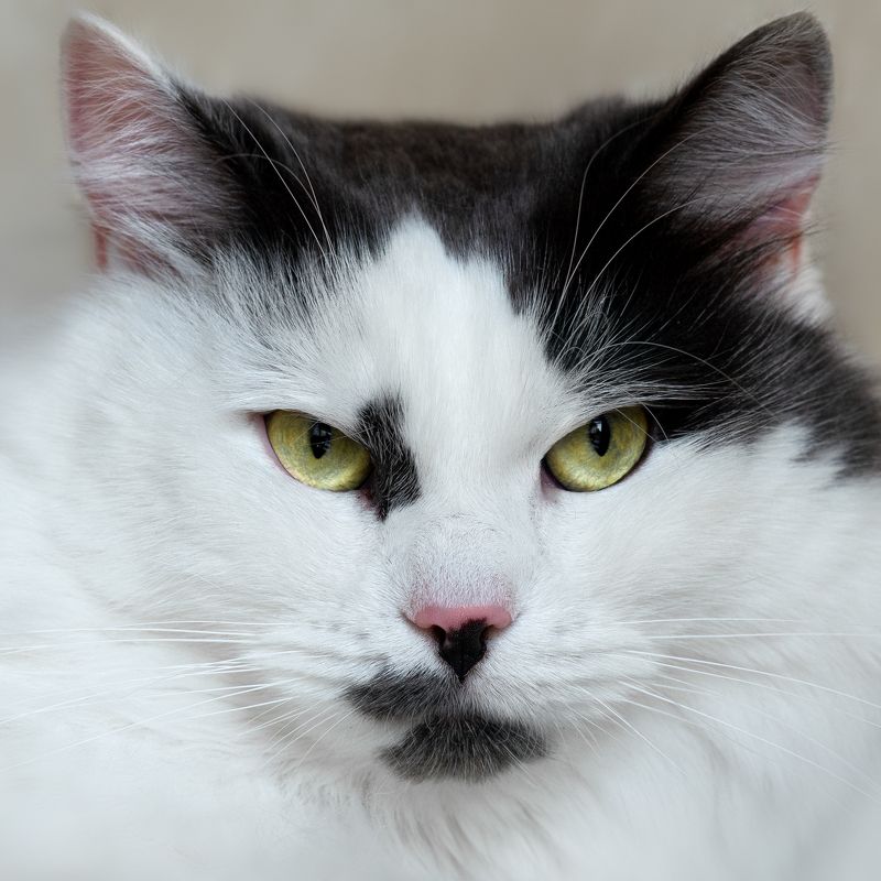 Зевс фото превью