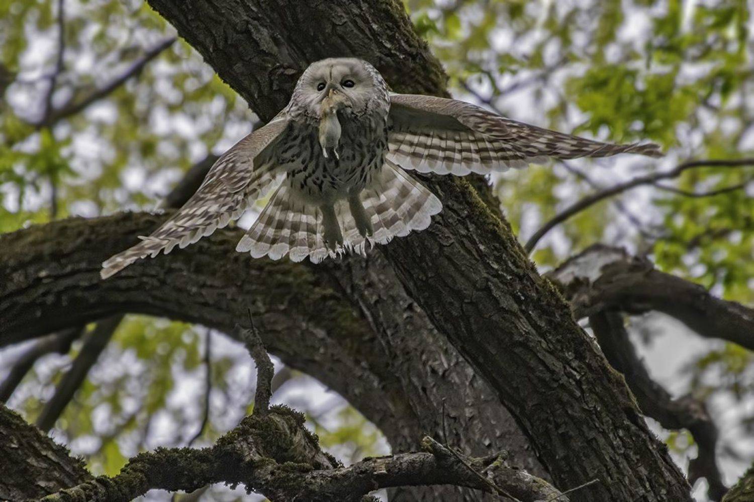 птица неясыть полёт мышь, Наталия Сытина