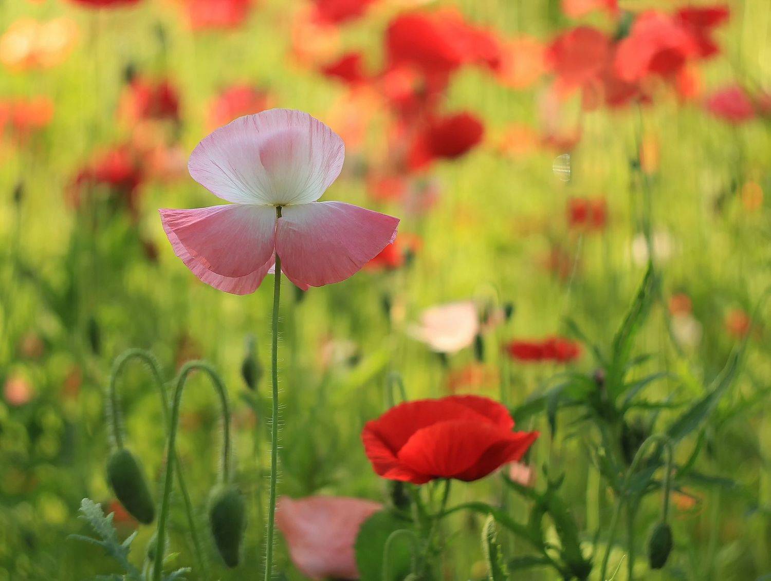 , Лайко Марина