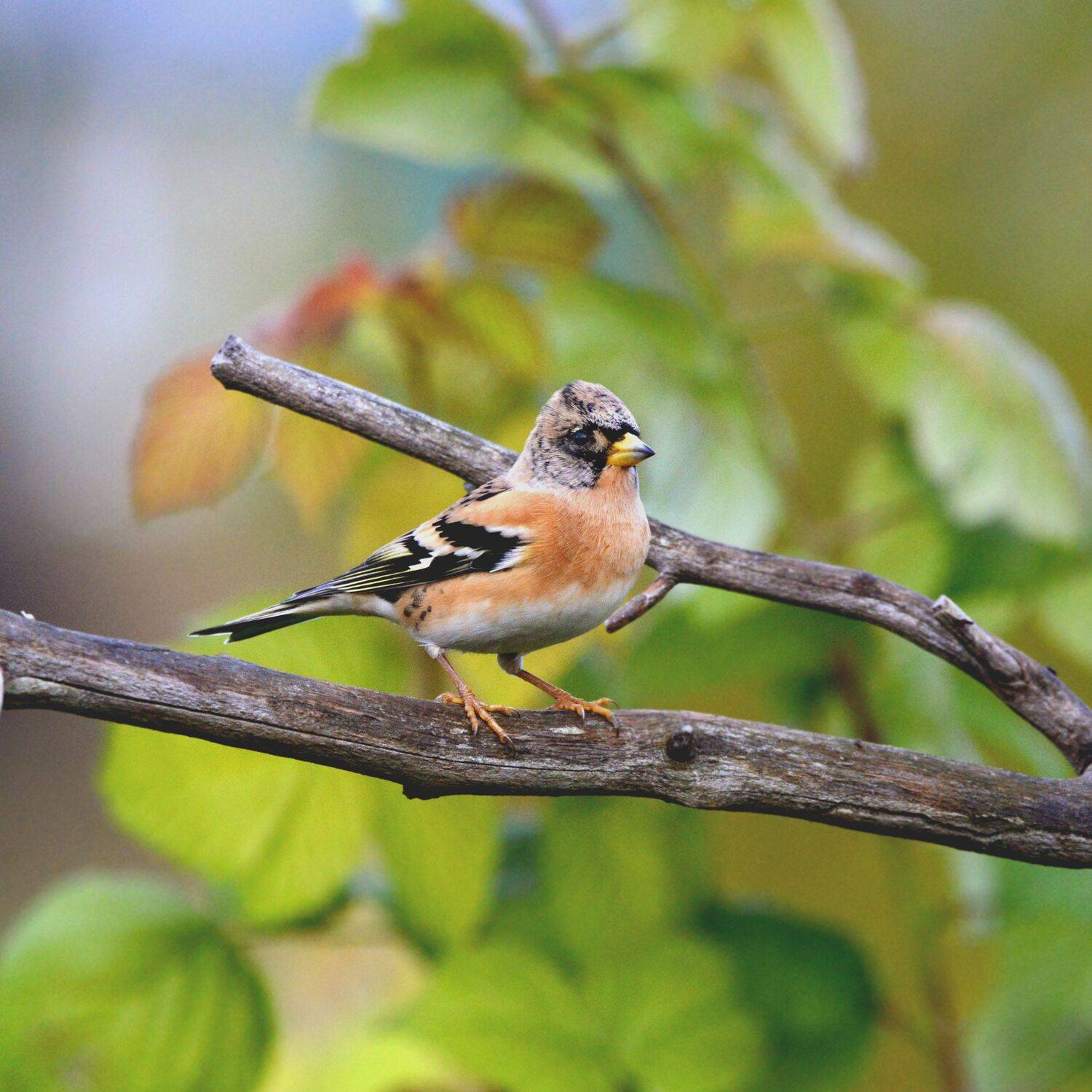 , Белоусов Михаил