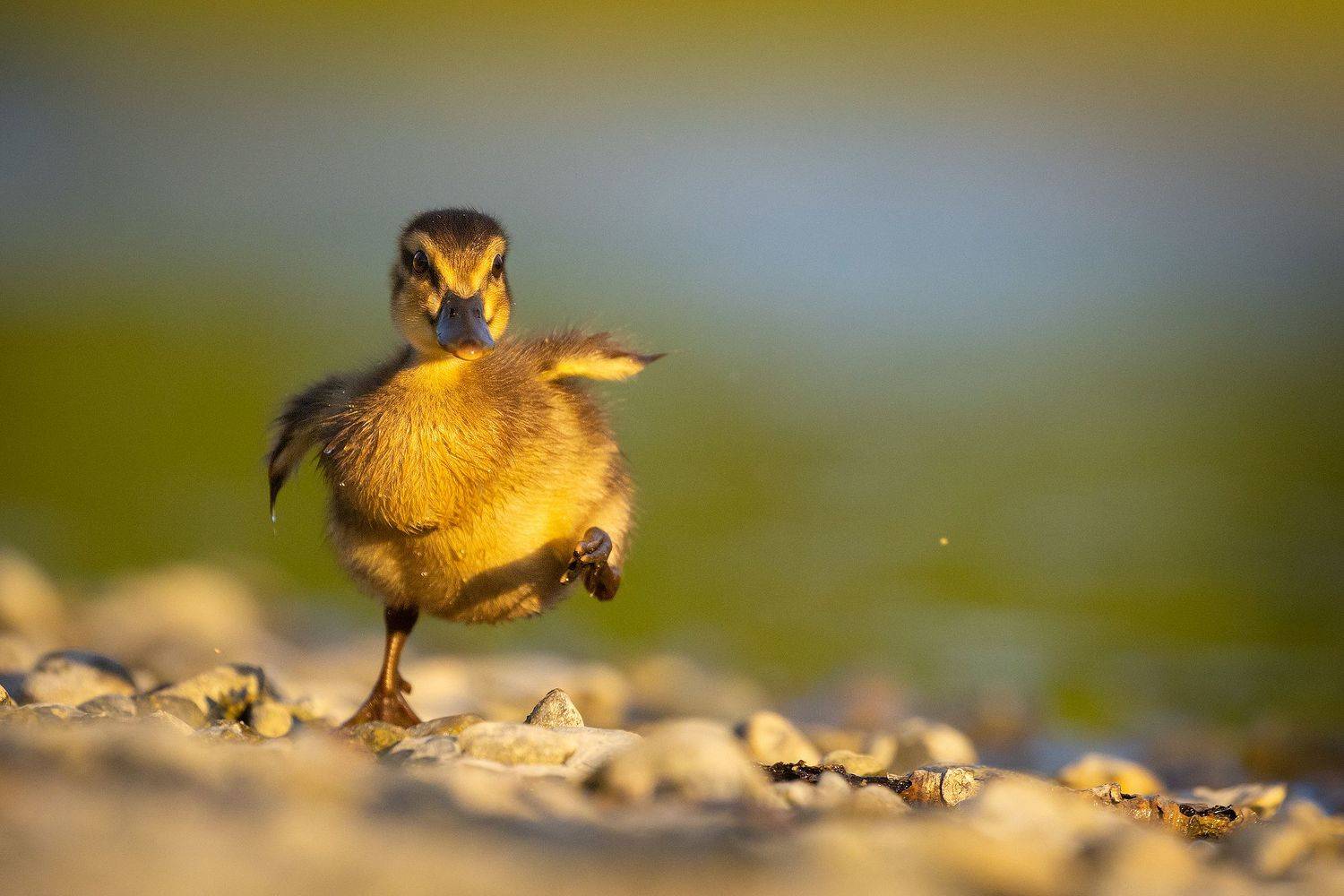 , Robert Adamec