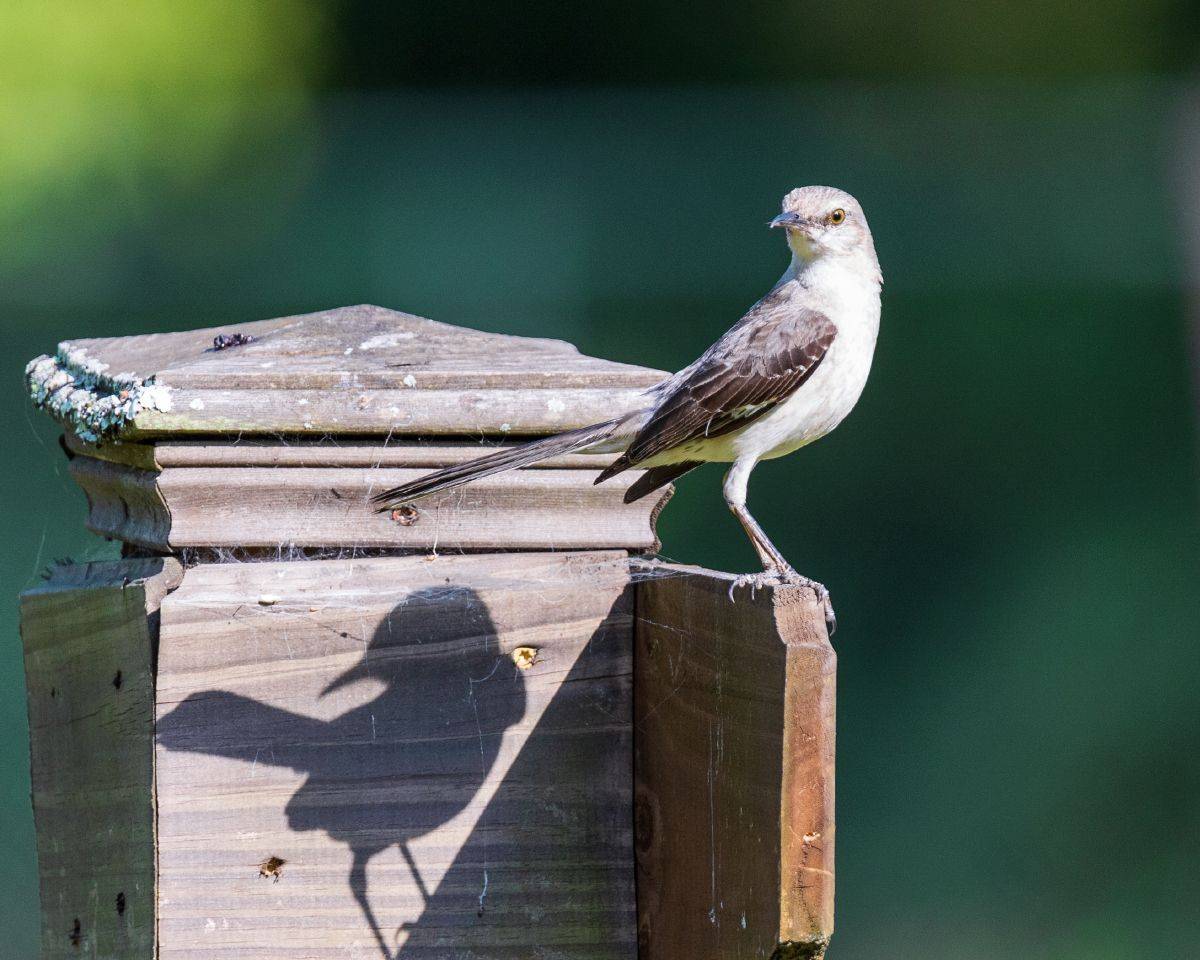 , Леонид Дьяченко
