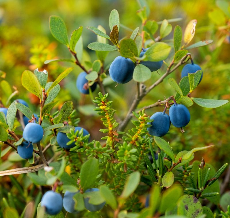 черника, лето, нд, север, русский север, тундра, русский север нд Дары арктического лета фото превью