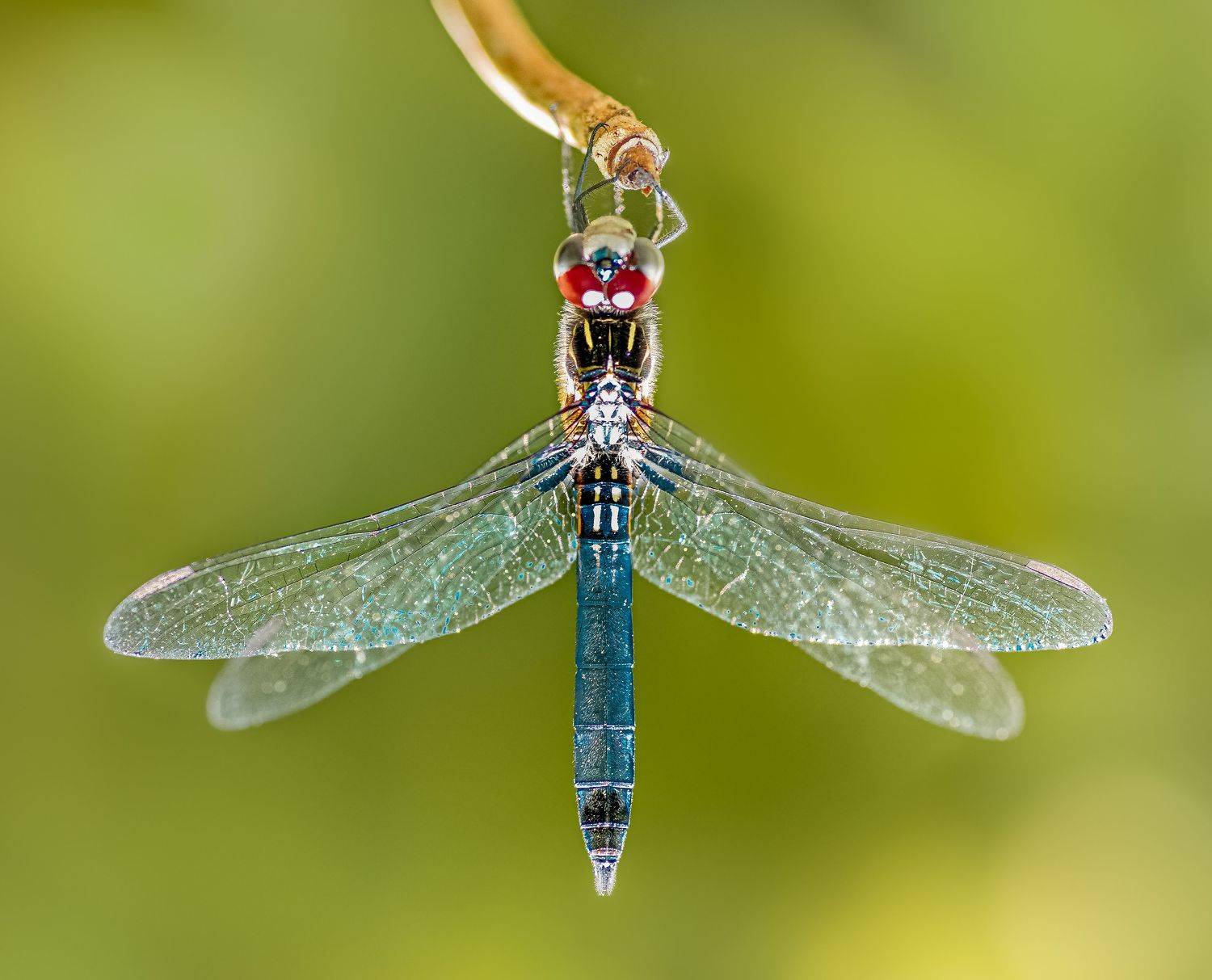 damselfly, dragonfly, insect, grass, sunset, dusk, evening, bug, macro, blade, grassland,, Atul Saluja