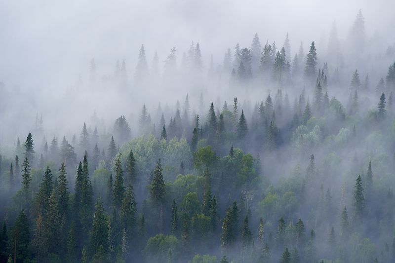 Над тайгой туман фото превью