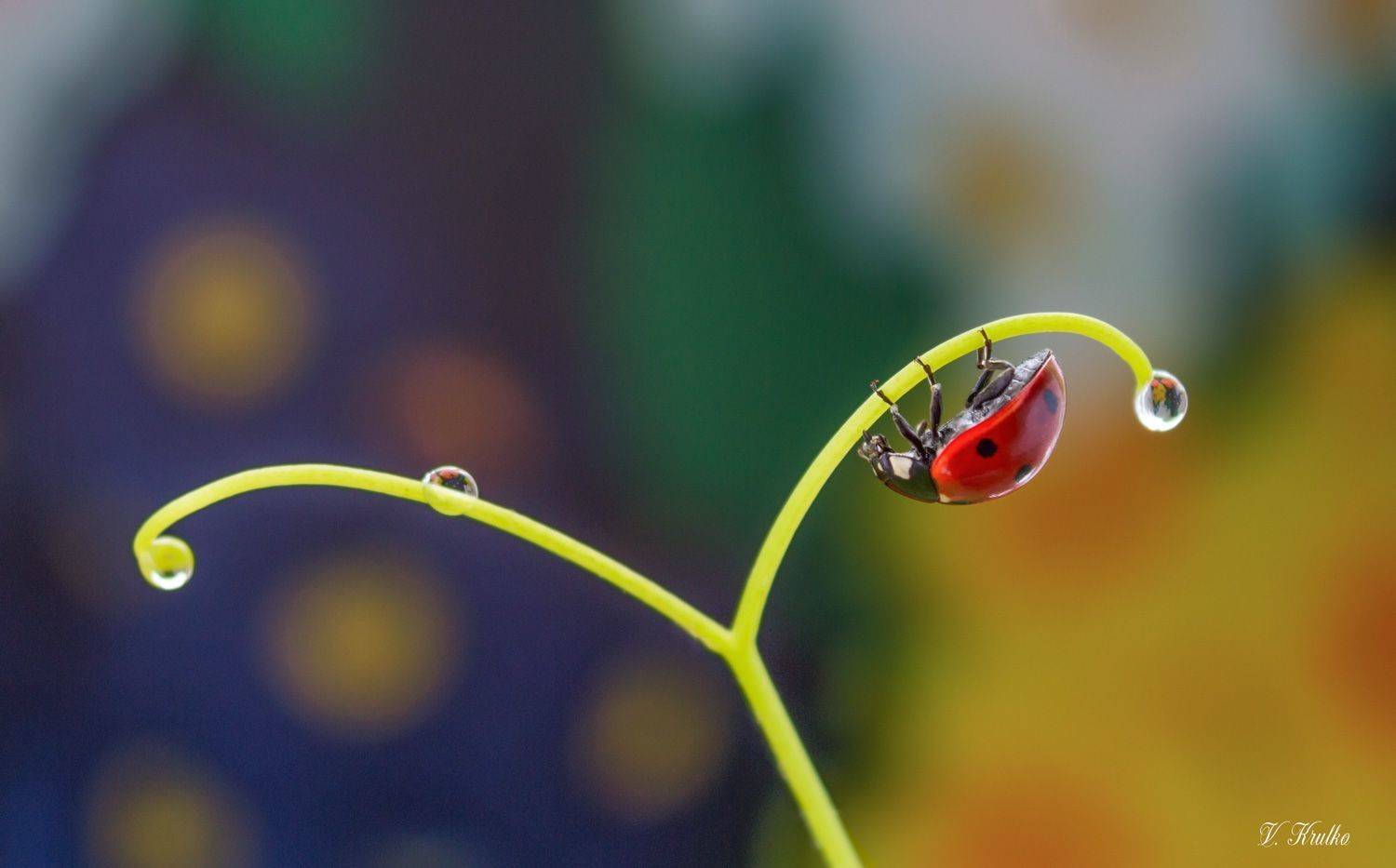 #ladybug #insect #macro #nature #wildlife #wallpaper #background #print, Вікторія Крулько