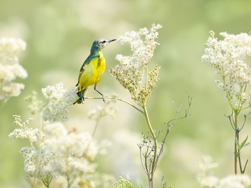 природа, фотоохота, желтая трясогузка, птицы, животные, цветы, лето Белоснежное лето фото превью