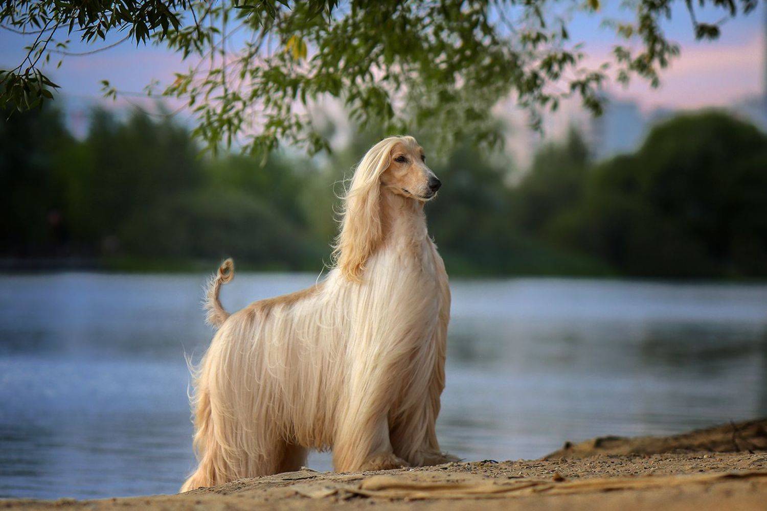 , Андрей Ершов