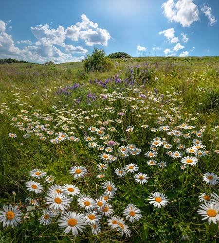 Цветущее луга заповедника