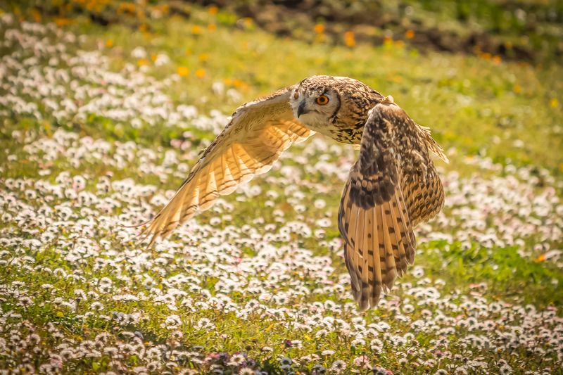 Над цветочной лужайкой, Италия фото превью