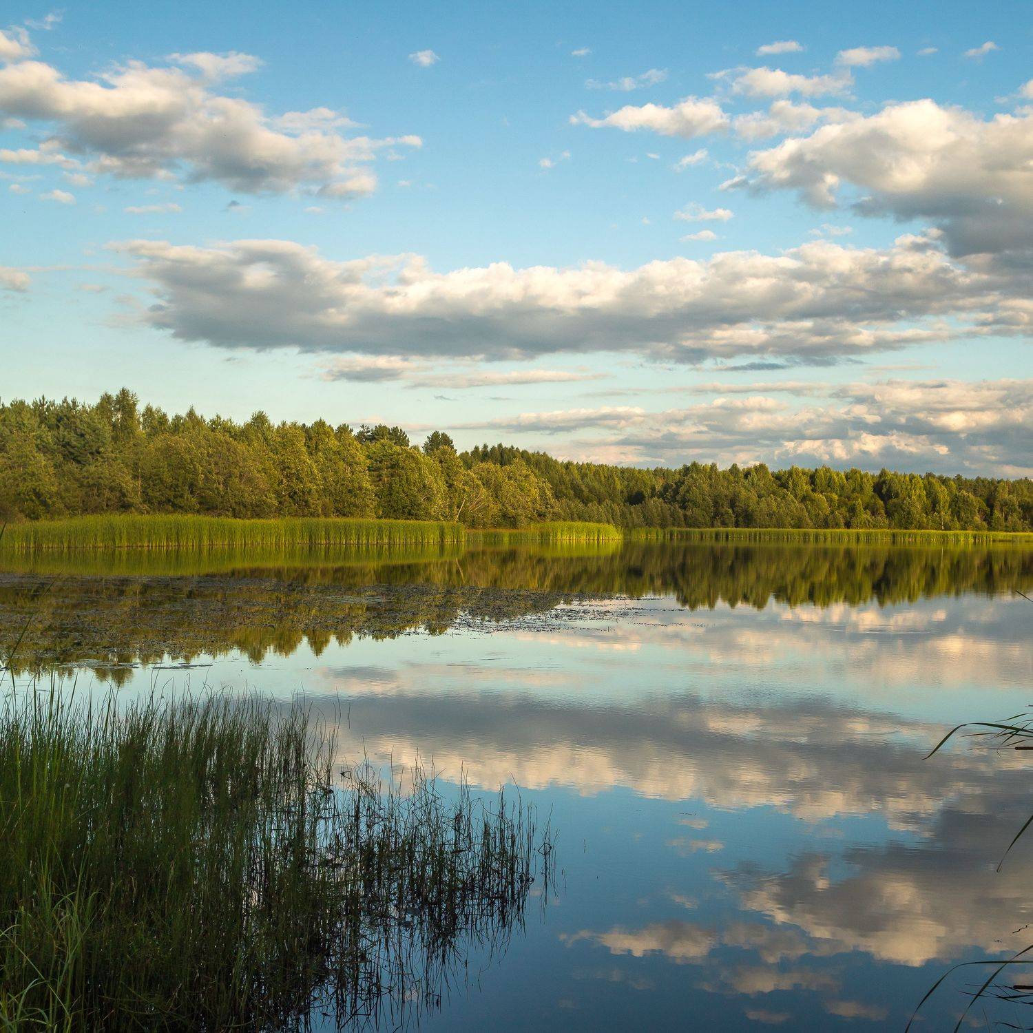 отражения, свет, вечер, лето, август, тепло, тихо, пруд, водоем, небо, облака, береза, поле, лес, тишина, панорама, пейзаж, природа, трава, вода, Панагушин Сергей