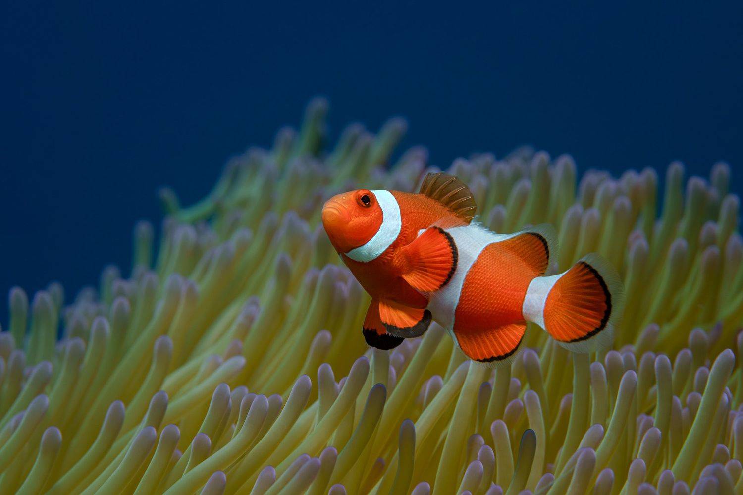 , Савин Андрей