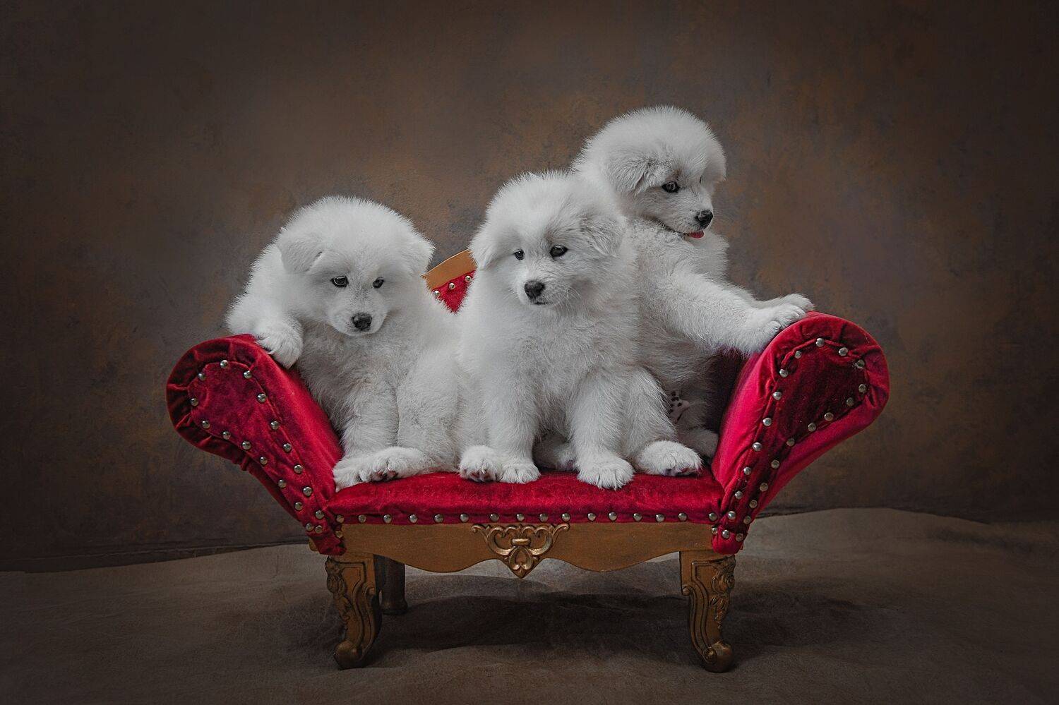 , Лысенкова Ксения