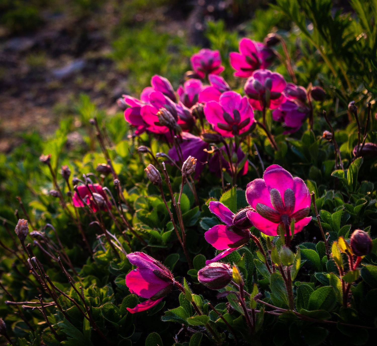 камчатка, рододендрон, Ганюшкин Владимир