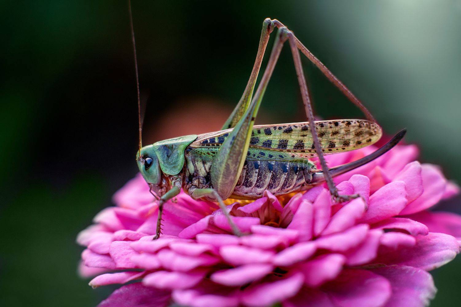 , Анастасия Думинская