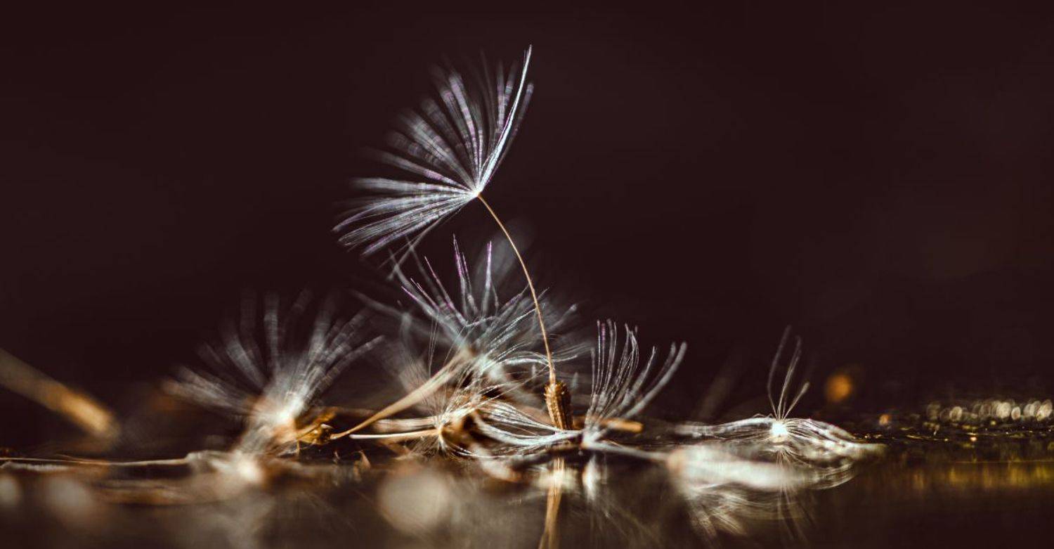 природа, макро, одуванчик, Неля Рачкова