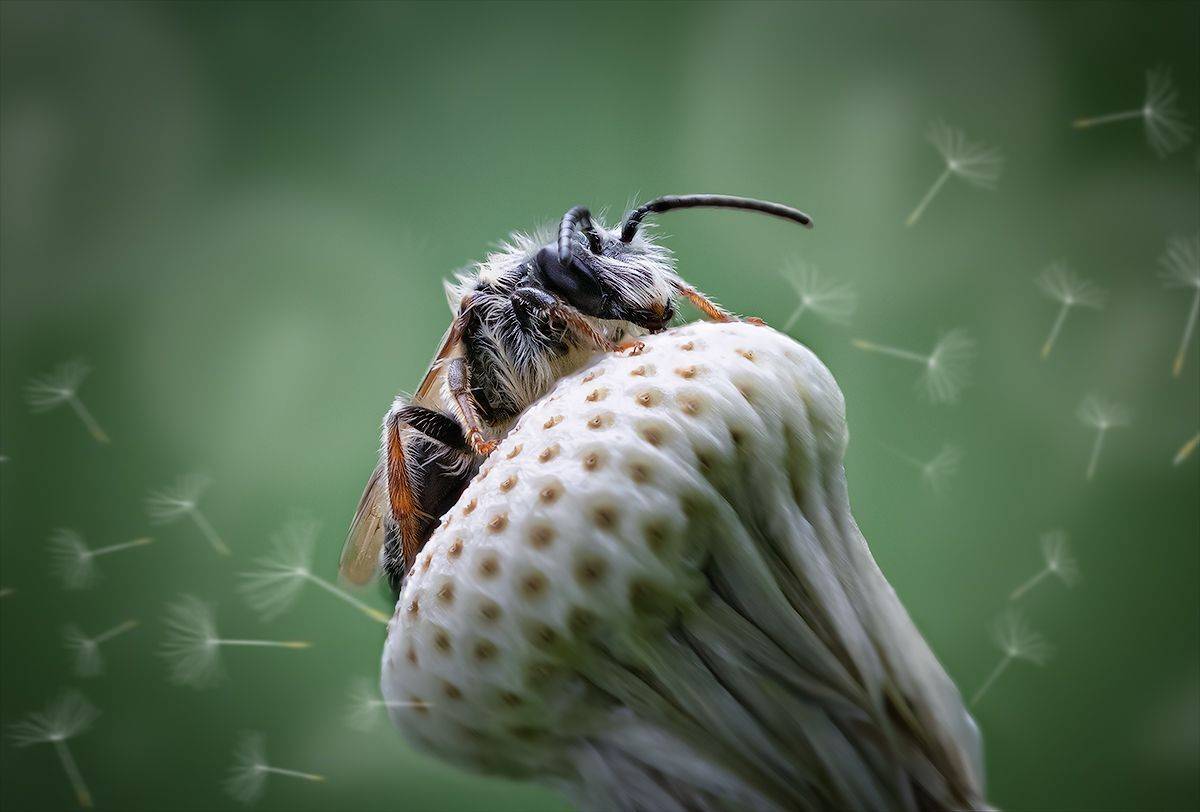 пчела, макро, одуванчик, лето, macro, bee, Хилько Марина