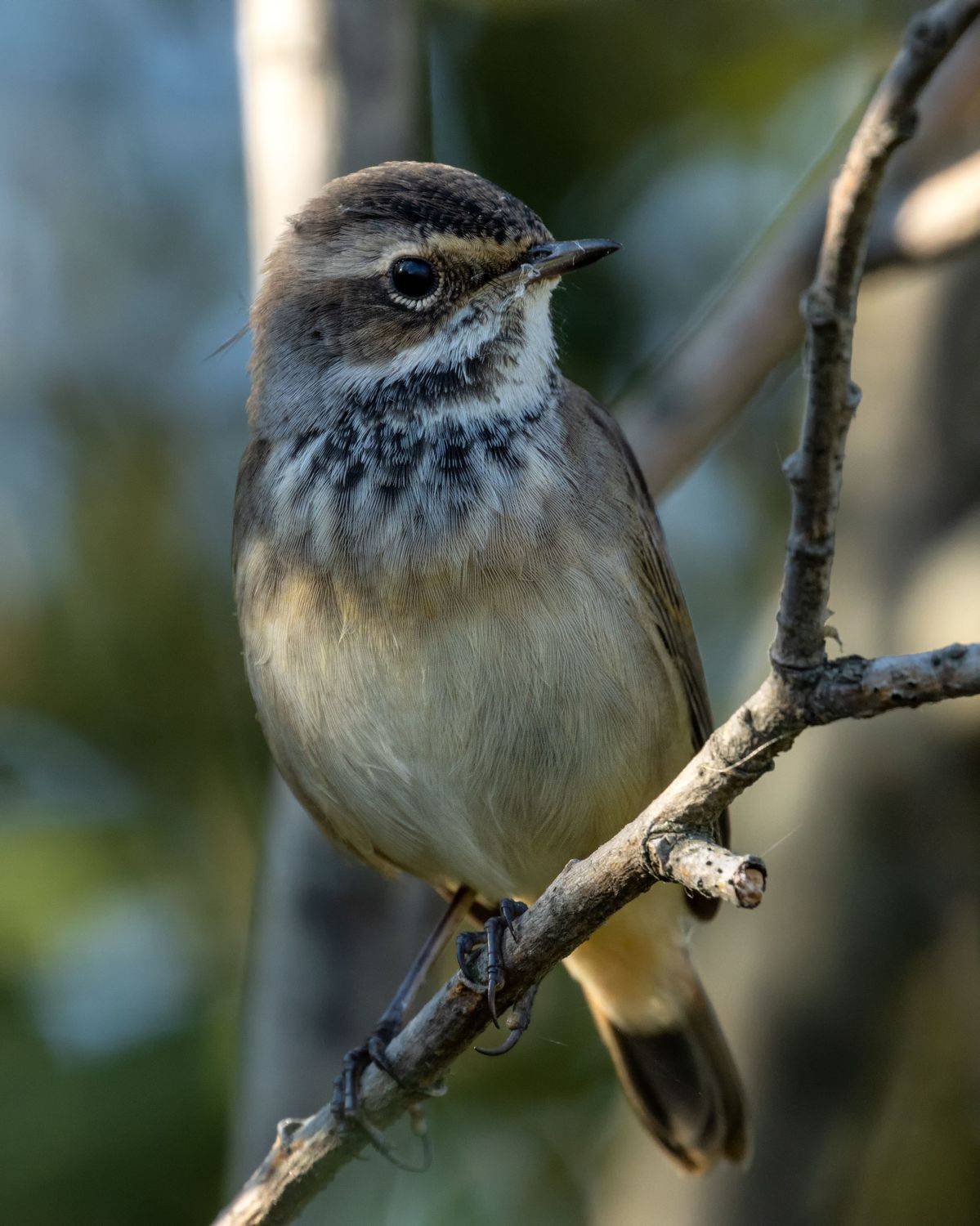 варакушка, птицы, пернатые, Глебов Сергей