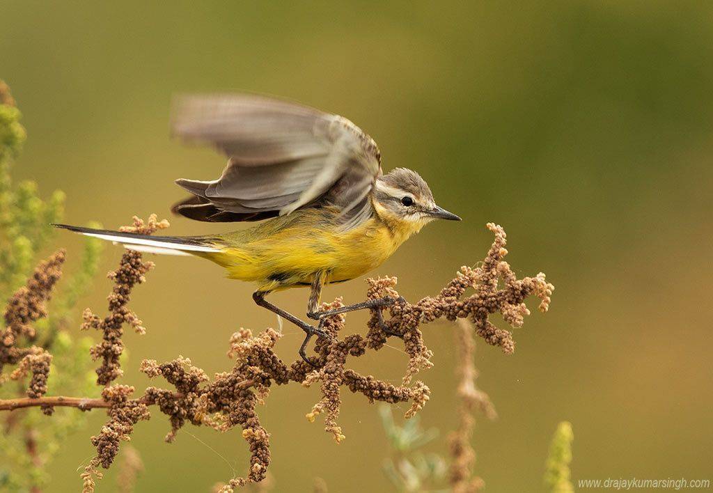 yellow wagtail, Dr Ajay Kumar Singh
