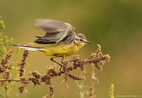 yellow wagtail