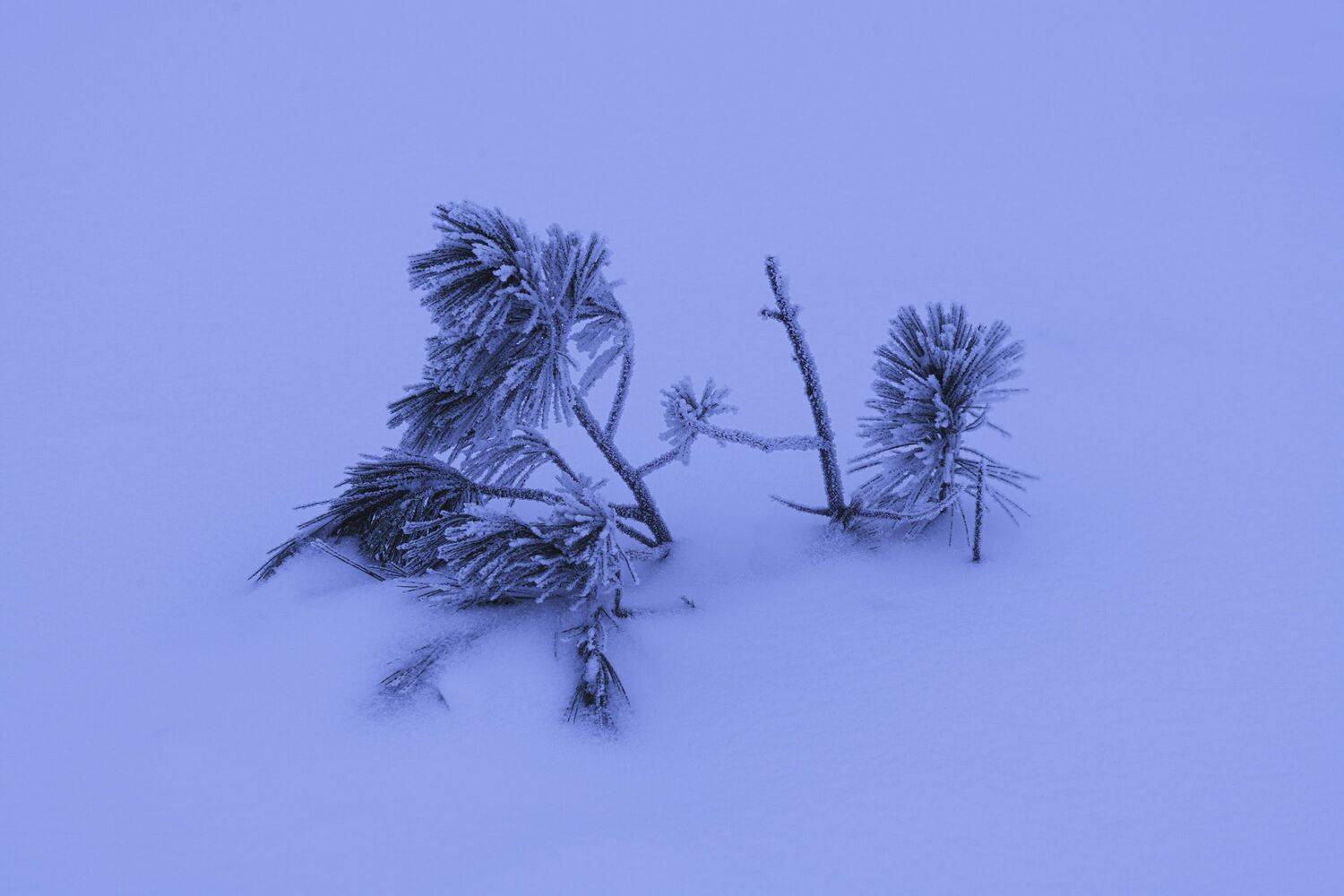 , Иван Федянин