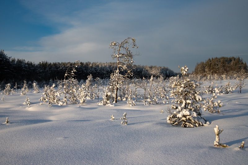 зима Зима на болоте фото превью