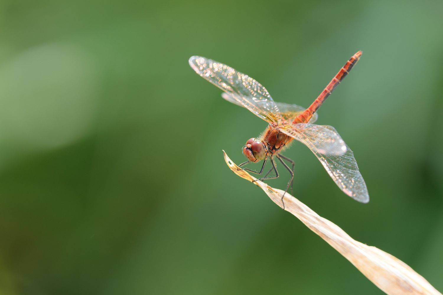 стрекоза, природа, насекомые, Попов Алексей