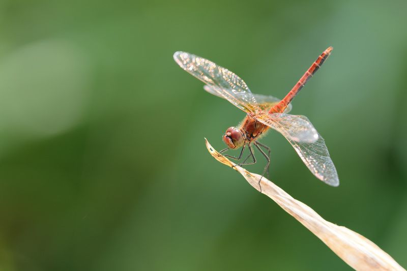 стрекоза, природа, насекомые Сжатобрюх Фонколома фото превью