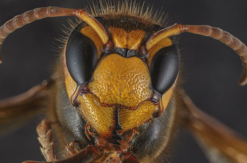 Hornet фото превью