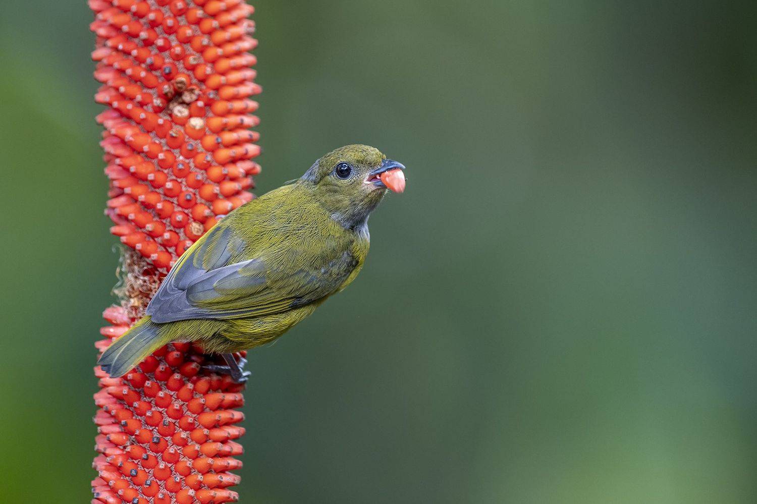 , Burgalin Sequeira Fernando