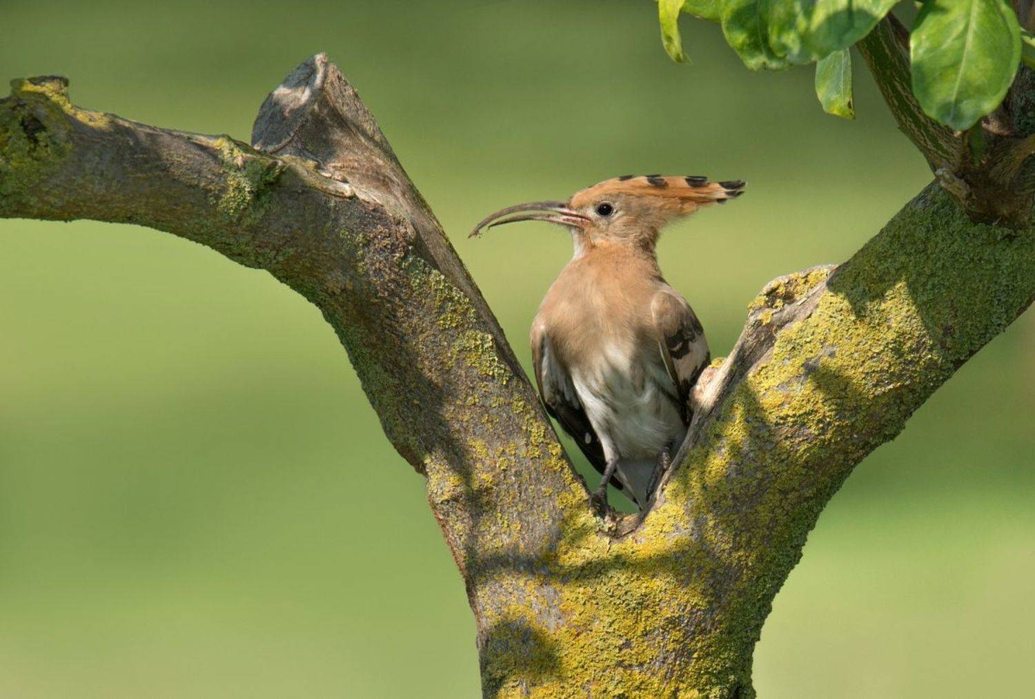 , Людмила Бекман