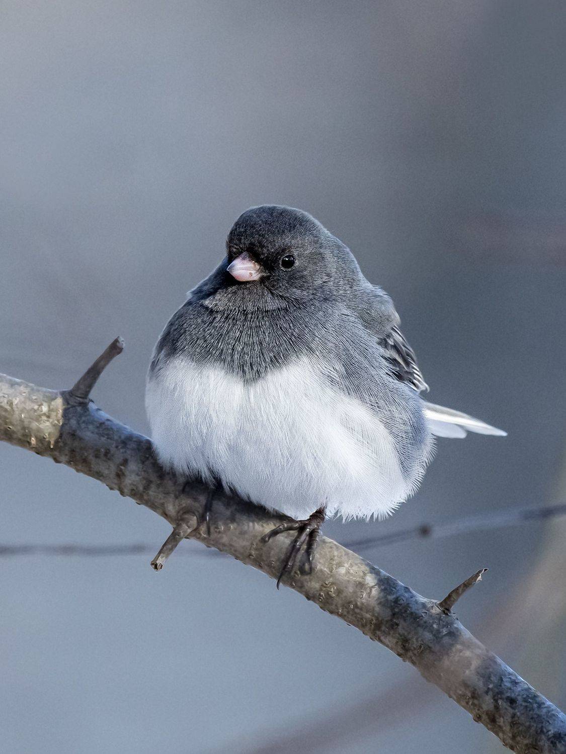 , Burgalin Sequeira Fernando