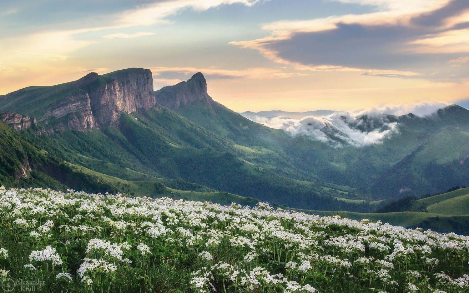 ачешбоки, Александр Круль