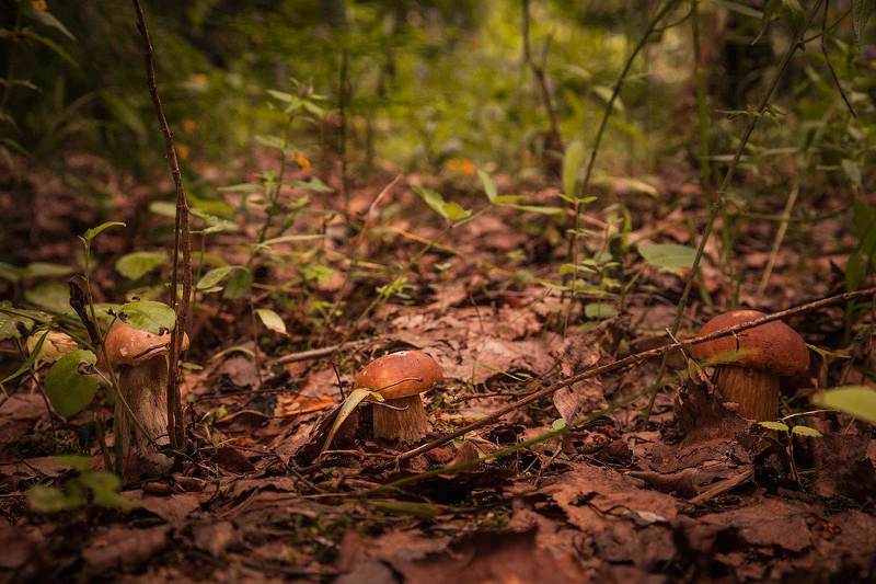 Грибная полянка фото превью