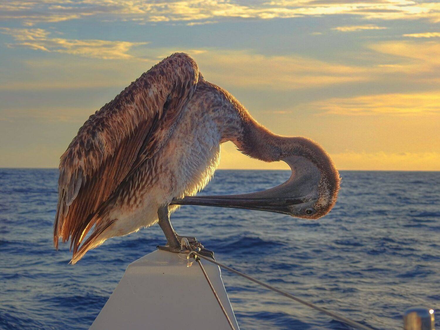 , Шварцман Евгений