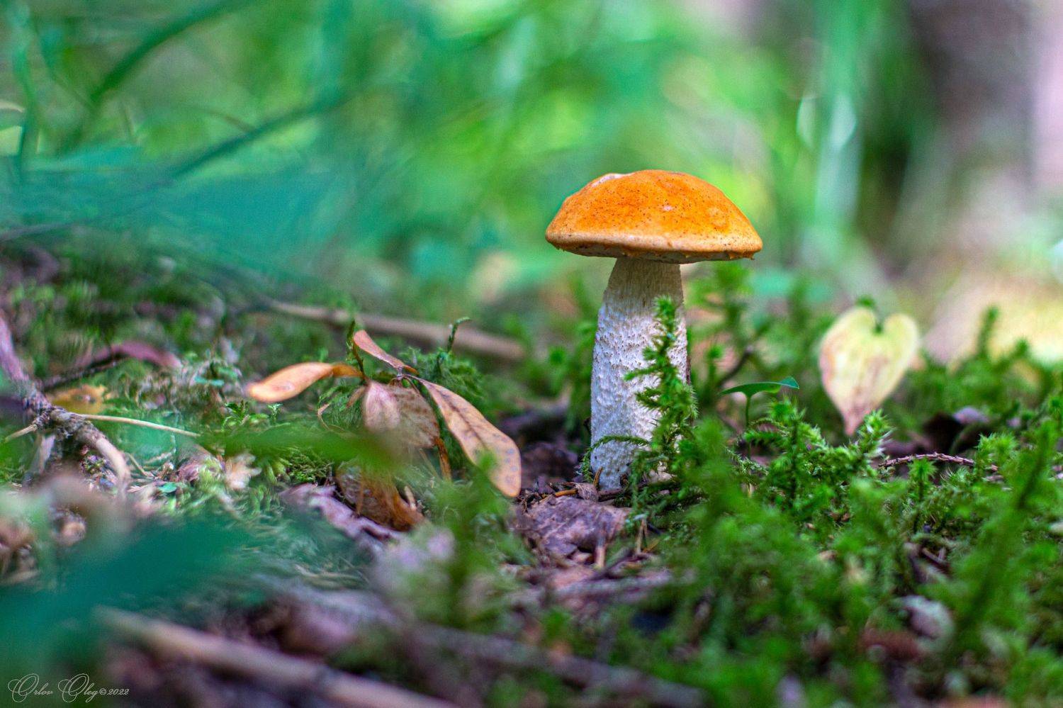 , Орлов Олег