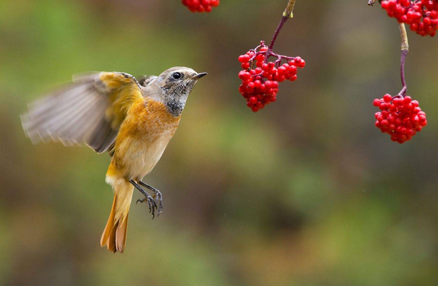 горихвостка,самец,молодой,бузина,полёт,завтрак, Иван