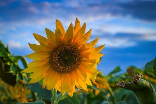 Солнечный урожай