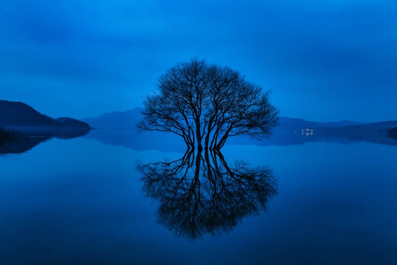 Golden tree at Dusk фото превью