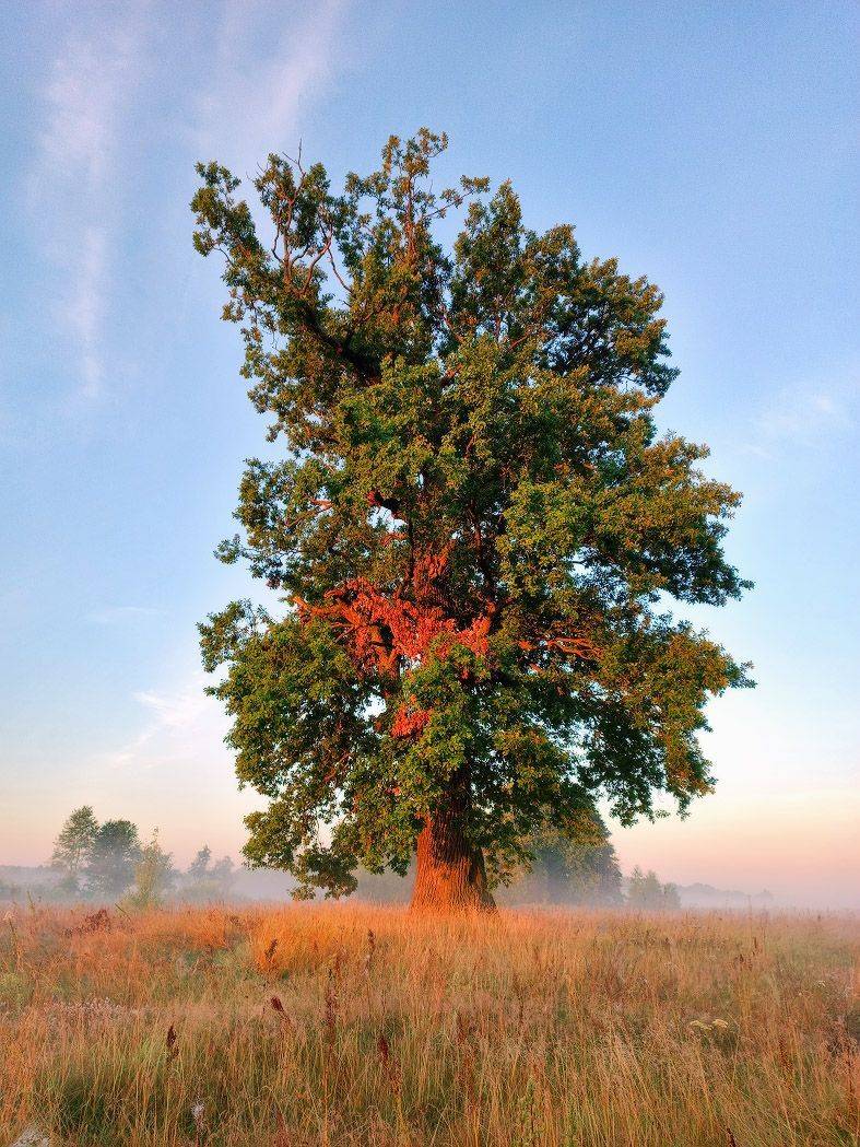 август, беларусь, дубы, лето, поля, рассвет, телефонофото, туман, утро, Вейзе Максим