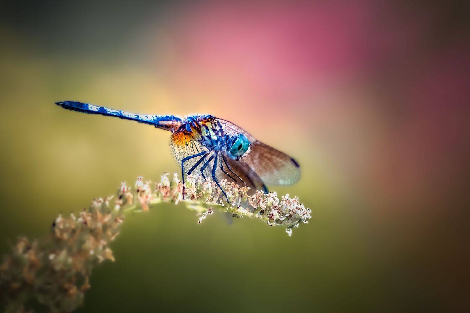 damselfly, dragonfly, insect, grass, sunset, dusk, evening, bug, macro, blade, grassland,, Atul Saluja