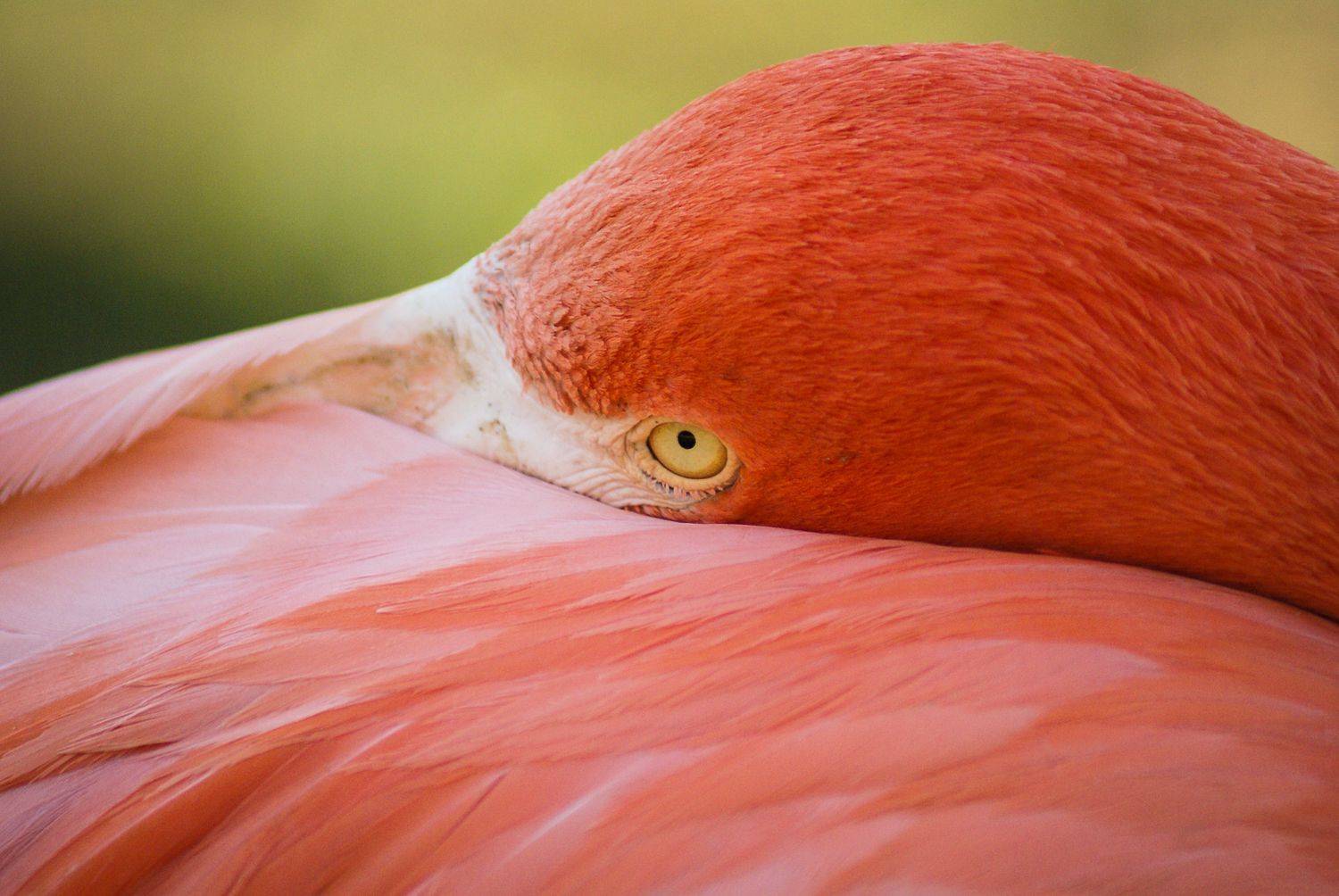 , Максимова Дария