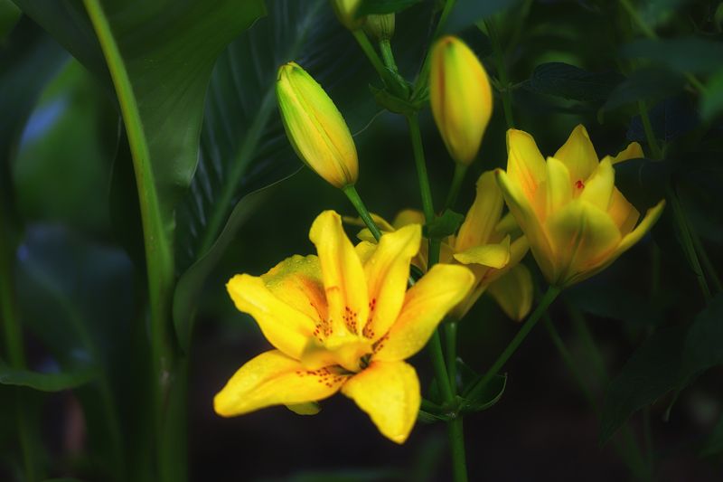 yellow rose, flowers, garden, macro, close-up, nature yellow lilies after rain фото превью