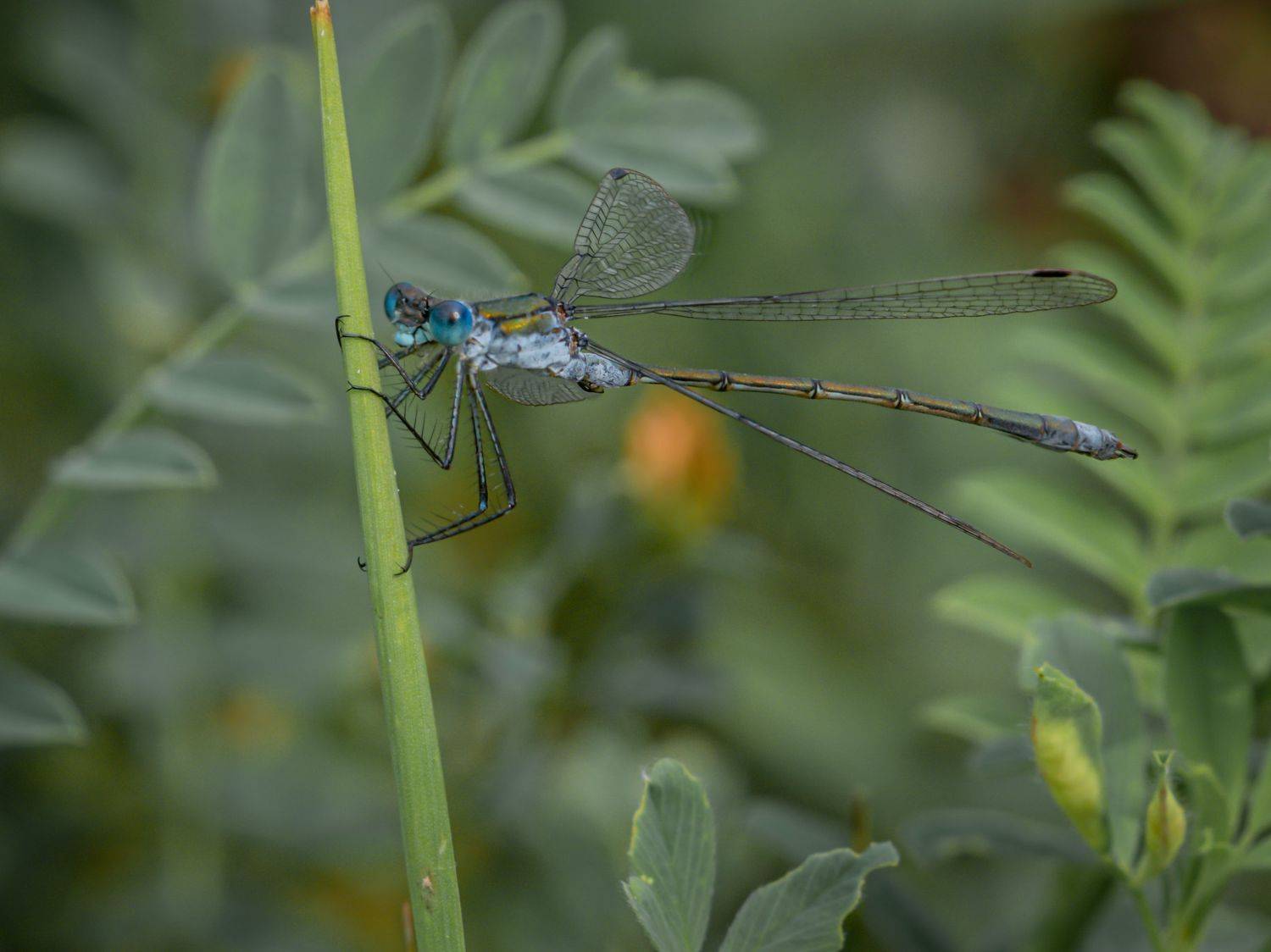 , Семенко Александр