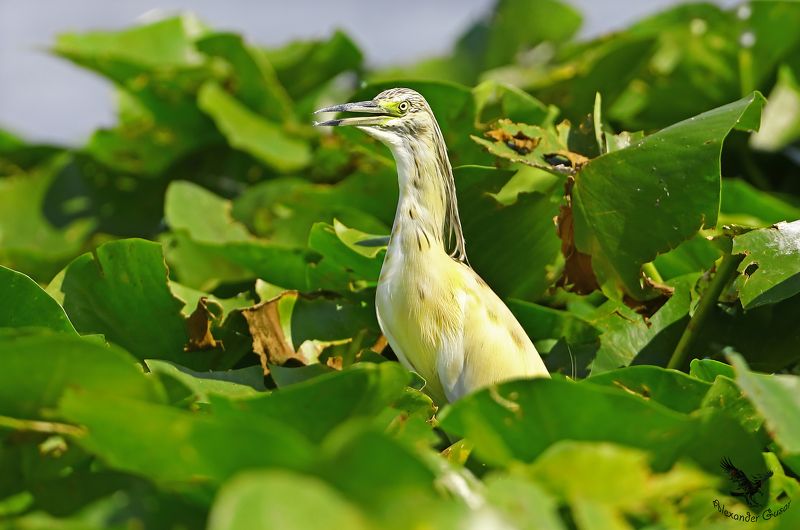 Жёлтая цапля. фото превью
