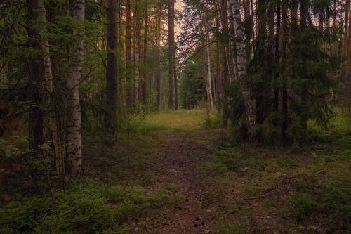 Утренний лес